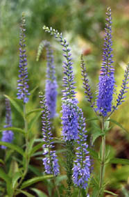 Veronica longifolia